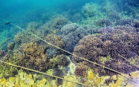 mooring lines in acropora